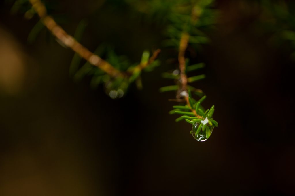 Fotografía en primer plano de una gota de agua en la laurisilva