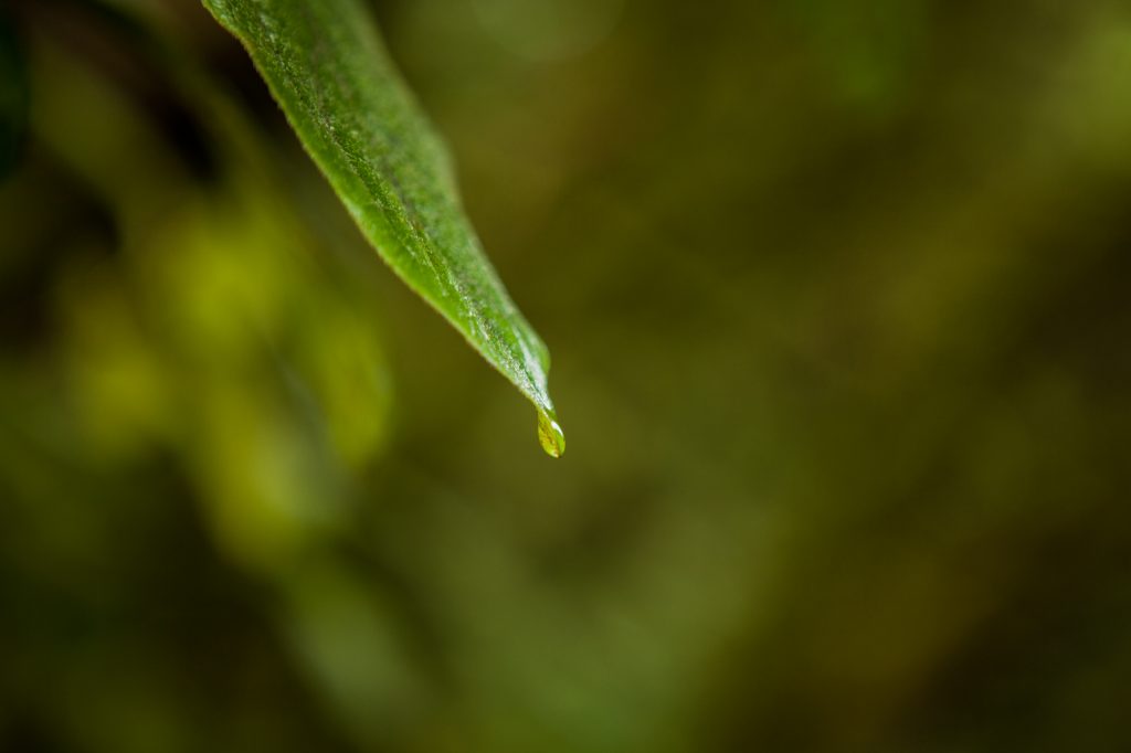 Fotografía en primer plano de una gota de agua en la laurisilva